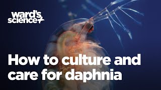 Caring and Culturing for Daphnia [upl. by Gay]