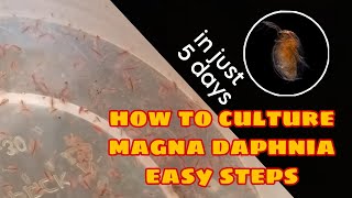 How to Culture Magna Daphnia Easily [upl. by Kopple]