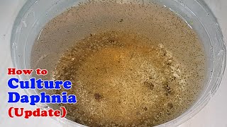 How to Culture Daphnia Update with ZERO Cost  Unlimited Live Food for Our Fish [upl. by Kokaras974]