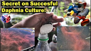 How to Culture Daphnia Successfully [upl. by Odilo]