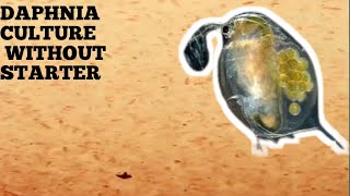 HOW TO CULTURE DAPHNIA NATURALLY WITHOUT A STARTER [upl. by Link895]