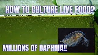 How to Culture Daphnia Secret Method to Breed MILLIONS  Simply Aquatic [upl. by Utter]