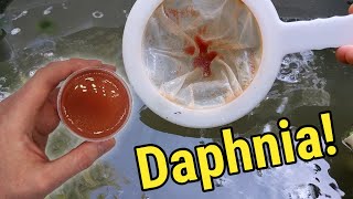 How I Culture Daphnia In Outdoor Tubs [upl. by Namhar]