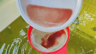 How to culture daphnia  Daphnia culture  How to grow daphnia outdoor [upl. by Kerman]