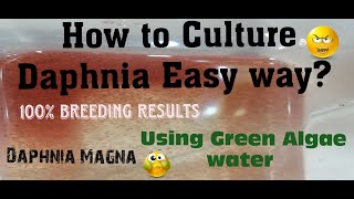 Daphnia MagnaHow to Culture Daphnia Easy wayCulturing Daphnia using Green water Daphnia [upl. by Ida403]