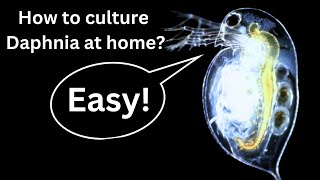 BEST Live Fish Food Beginner guide How to Culture Daphnia at home [upl. by Llerrot]