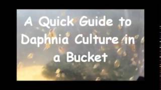 How to culture daphnia outside [upl. by Lean]