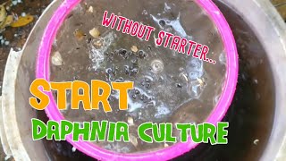 How to culture daphnia moina the easy way 1  Starting the Daphnia culture [upl. by Corvin432]