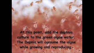 Daphnia  How to grow daphnia in your home [upl. by Hallee]