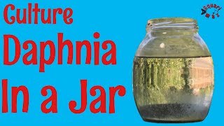 How to Culture Daphnia in a Jar [upl. by Ary]