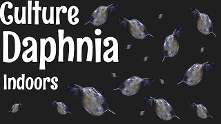 How to Culture Daphnia [upl. by Oivalf981]