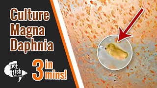 How to culture DAPHNIA MAGNA  The easy way [upl. by Tedman14]