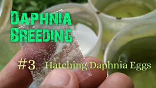 Daphnia Culture made simple and easy 3  Hatching Daphnia eggs [upl. by Aleyam]