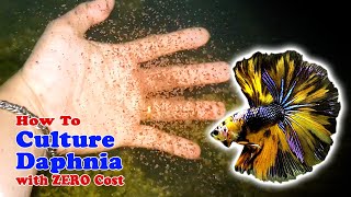 How to Culture Daphnia with ZERO Cost  Unlimited Live Food For Our Fish [upl. by Aneleasor840]