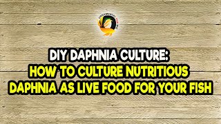 DIY Daphnia Culture How to Culture Nutritious Daphnia as Live Food for Your Fish [upl. by Schofield]