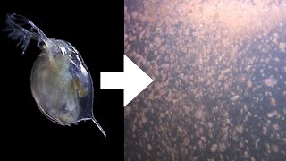 How I Culture Daphnia [upl. by Lleval429]