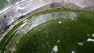 DAPHNIA MOINA CULTURE IN A SMALL BUCKET [upl. by Earas669]