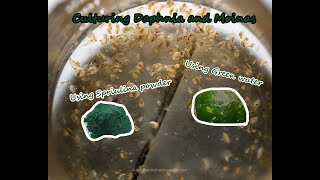 How To Culture Daphnia and Moinas using Green Water Spirulina powder [upl. by Hedaza457]