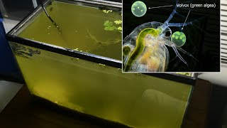 Raising Daphnia for the Freshwater Aquarium [upl. by Bendix18]