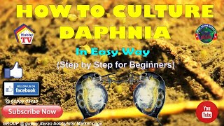 HOW TO CULTURE DAPHNIA In Easy Way [upl. by Wenda792]